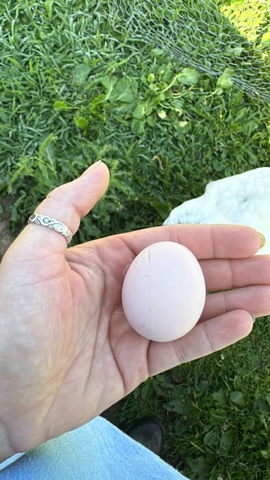 A pale egg held in a hand above the grass