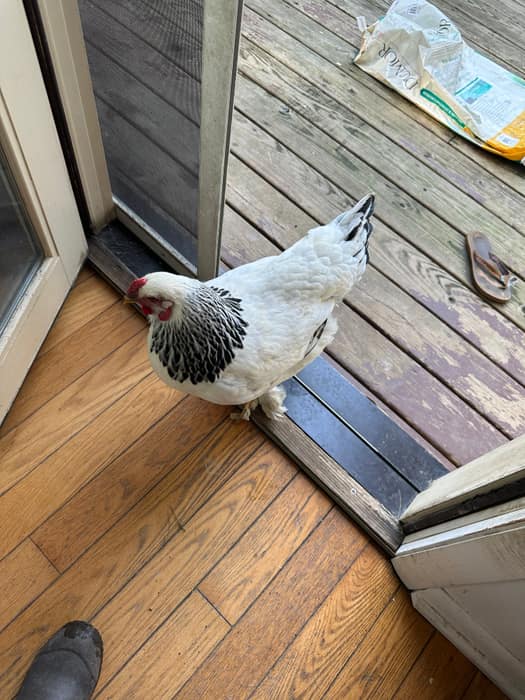 A hen standing in an open back doorway