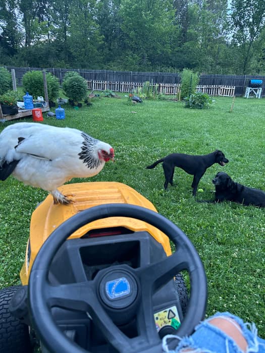 A hen standing on the hood of a riding mower