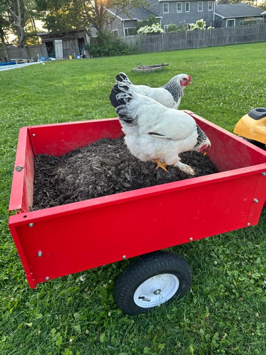 Two hens riding in a red garden cart