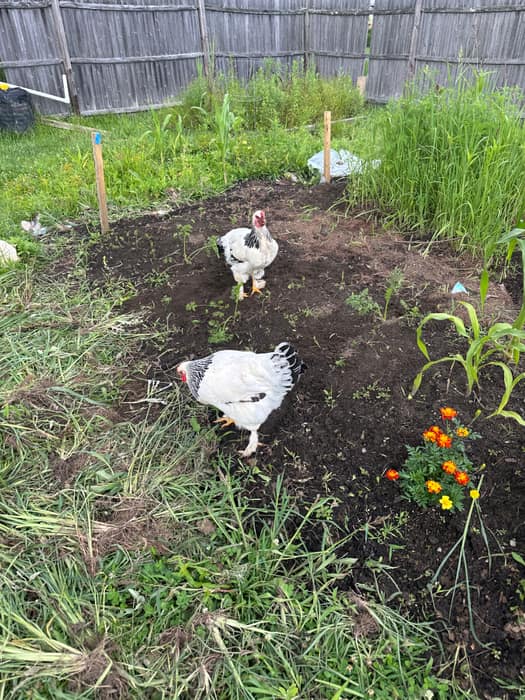 Two hens scratching through a planted garden bed