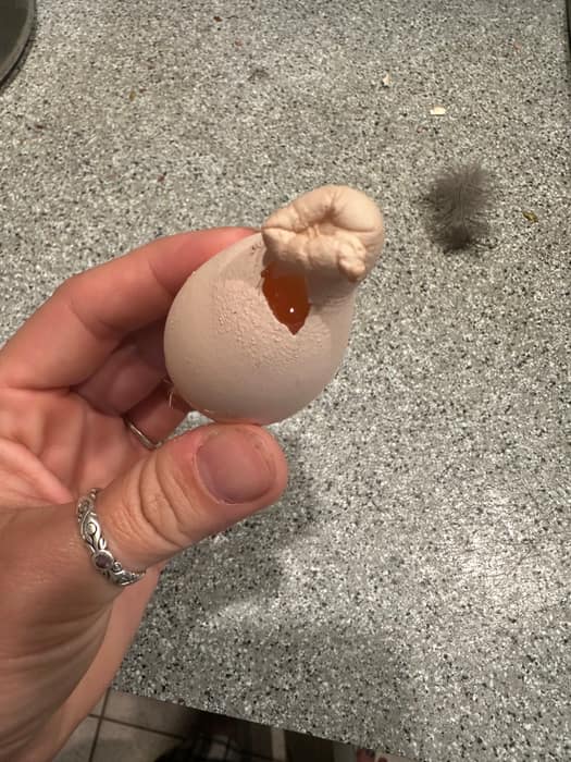 The same misshapen egg, cracked open