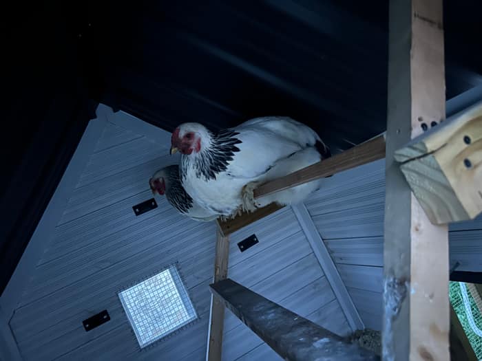 Two hens roosting on a bar inside the coop at night