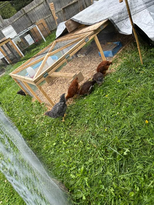 Hens around the mobile run on fresh grass