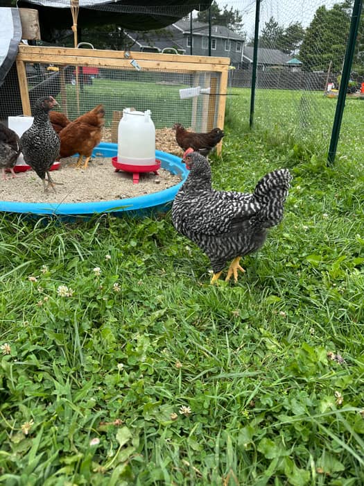 Hens around the waterer set in a shallow sand pan